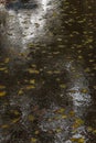 Wet leaves on a wet asphalt road Royalty Free Stock Photo