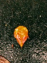 Wet leaf of yellow color Royalty Free Stock Photo