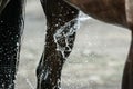 Legs of dark bay sport horse during washing Royalty Free Stock Photo