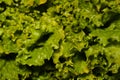 Wet lettuce full frame background