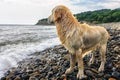 Wet light brown dog standing on pebble beach of Black sea coast at summer watching waves surf on shore Royalty Free Stock Photo