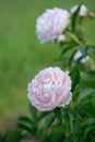 Soft-pink peony (Genus Paeonia) in a cutting garden. Royalty Free Stock Photo