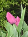 Wet light purple tulips Royalty Free Stock Photo