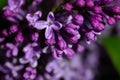 Wet lilac flowers and burgeons ready to bloom.Botanical