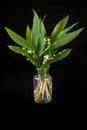 Wet lilies broken from the garden. Beautiful flowers in a glass vase Royalty Free Stock Photo