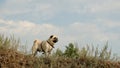 The wet little dog is a pug of Confucius, looking distant, against the background of a blue sky.