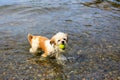 Cute Little Shih Tzu Dog with a ball on the beach. Royalty Free Stock Photo