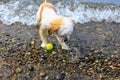 Cute Little Shih Tzu Dog with a ball on the beach. Royalty Free Stock Photo