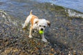 Cute Little Shih Tzu Dog with a ball on the beach. Royalty Free Stock Photo