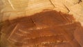 Wet log texture, broken large tree trunks are suitable as natural backgrounds for designs