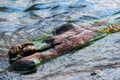 Wet logs floating in a lake Royalty Free Stock Photo
