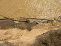 Wet logs of an old tree on the banks of the river, thrown on the sand and nailed by the current washed by the waves