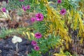 Wet magenta colored flowers of Michaelmas daisies Royalty Free Stock Photo