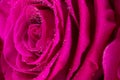 Wet magenta macro spiraled rose petals core. Fragrant aromatic fresh flower with water dew droplets on it. Floral