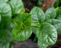 Wet malabar spinach Royalty Free Stock Photo