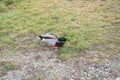 Wet male duck walking on the grass Royalty Free Stock Photo
