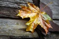 Wet maple leaf. Colored fallen leaf. Withering leaf close-up. Country style. Selective focus Royalty Free Stock Photo