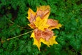 Wet maple leaf. Colorful fallen leaf. Withering leaf close-up. Country style. Soft focus Royalty Free Stock Photo