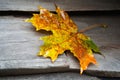 Wet maple leaf. Colorful fallen leaf. Withering leaf close-up. Wooden surface. Soft focus Royalty Free Stock Photo