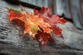 Wet maple leaf. Red fallen leaf. Bouquet of wilting leaf close-up. Village style. Soft focus