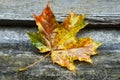 Wet maple leaf. Yellow fallen leaf. Close-up of a wilting leaf in rainy weather. Selective focus
