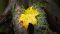 Wet maple leaf. Yellow fallen leaf. Withering leaf close-up. Country style. Rainy weather. Selective focus Royalty Free Stock Photo