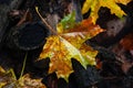 Wet maple leaf. Yellow fallen leaf. Withering leaf close-up. Selective focus Royalty Free Stock Photo