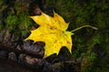 Wet maple leaf. Yellow fallen leaf. Withering leaf close-up. Village style. Rainy weather. Selective focus Royalty Free Stock Photo