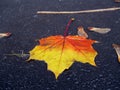 Wet maple leafe on ground Royalty Free Stock Photo
