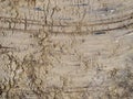 Wet and Marked EarthTextured Background