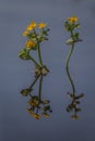 Wet meadow with marsh marigolds