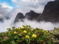 Wet misty rocky mountain slope with beautiful blooming yellow rhododendrons against a backdrop of majestic black rocks. Early