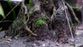 Close-up view of the roots and lower trunk of a Bonsai tree in a pot