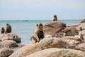 Wet Monkey Mother and Baby Sunbathing on a Rock Royalty Free Stock Photo