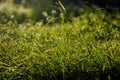 Wet morning grass, late summer