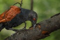 Greater coucal plucking the insects on the branch