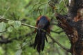 Greater coucal watching from the branch