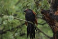 Greater coucal watching from the branch