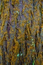 Wet moss-covered tree bark, textured and vibrant. Royalty Free Stock Photo
