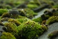 Wet moss on a roof