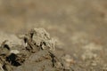 Wet Mud Texture in the Fields Royalty Free Stock Photo