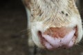Wet and Muddy Cow Nose Royalty Free Stock Photo