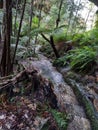 Wet and muddy hiking trail on the Grand Canyon Track in the Blue Mountains Royalty Free Stock Photo