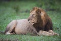 A wet, muddy lion looking over his shoulder