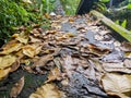 wet and muddy streets with lots of fallen leaves, autumn Royalty Free Stock Photo