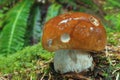 Wet mushroom king boletet
