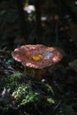 Wet Mushroomin the woods macro Royalty Free Stock Photo