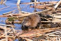 Wet Muskrat eating a snack along the shore Royalty Free Stock Photo