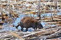 Wet Muskrat foraging along the shoreline Royalty Free Stock Photo