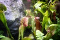 Wet nepenthes in greenhouse